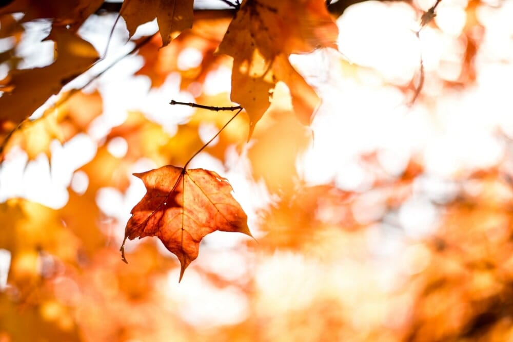 close up of bright-colored fall leaves.